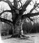 Die 1000 Jährige Eiche in Bierbaum a.d.Safen. Von Fürstenfeld hierher sind es ca. 6 km. Auf diesem alten Foto nicht zu erkennen: die Höhe der Eiche und der Durchmesser der Krone betragen je 30 Meter. Der Stammumfang ca. 7 Meter. (Für diejenigen die es nicht wissen).